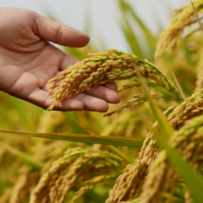 Agriculture Farm Crop